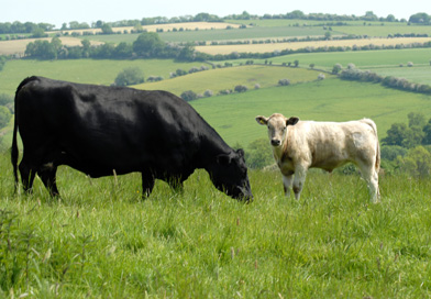 Cows in a field