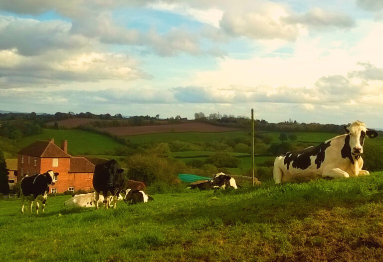 Dairy cows in a field