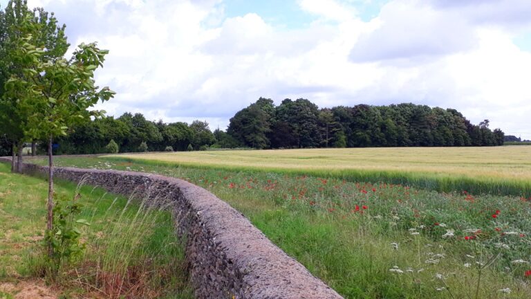 wildflower margins at edge of field with drystone wall