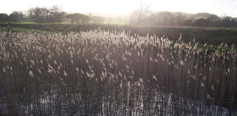River Reeds