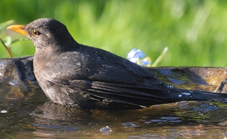 a blackbird in a birdbath