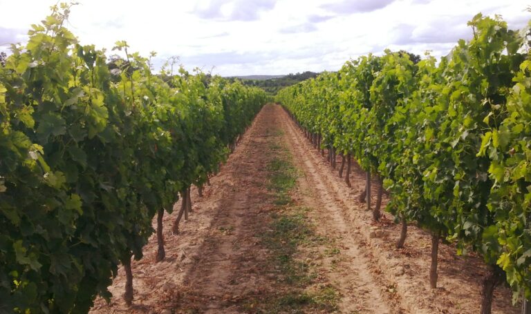 A view through a field with grape vines to the lft and right