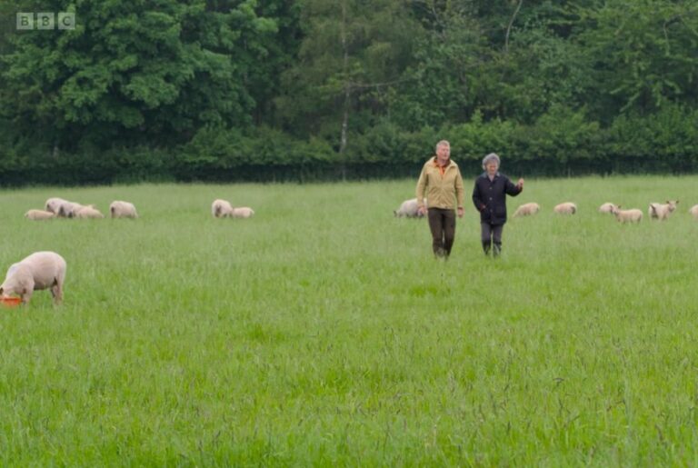 Two figures walking across a field with sheep in