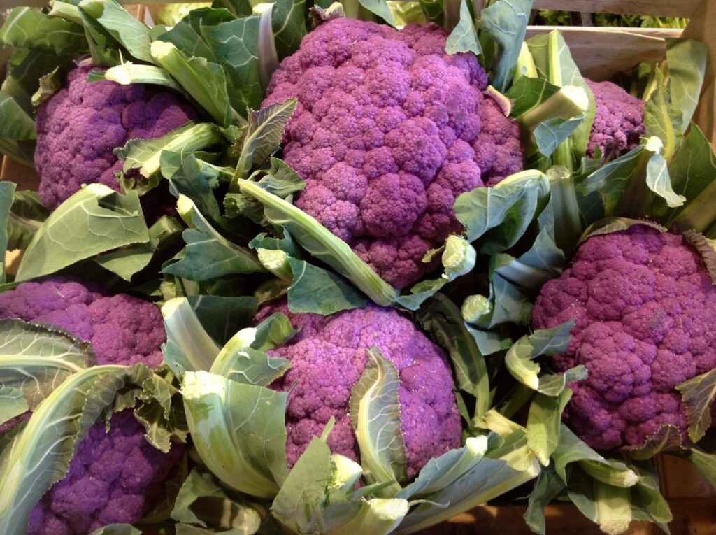 Purple coloured Broccoli