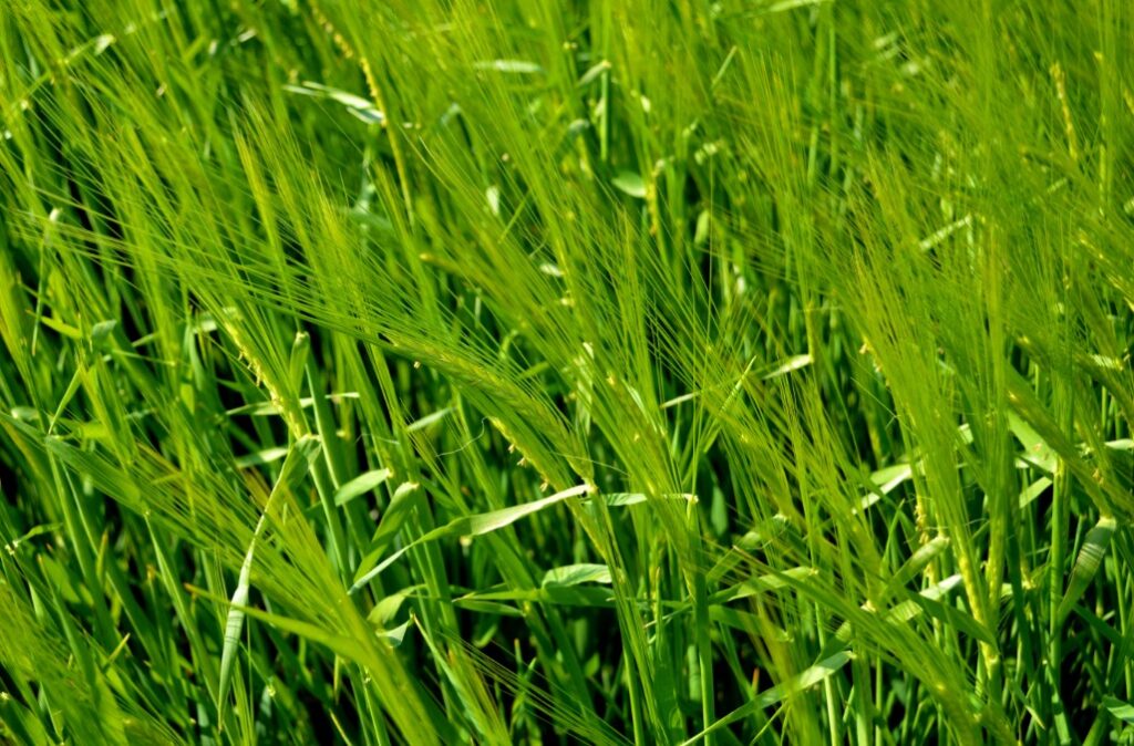 A close up of barley crops
