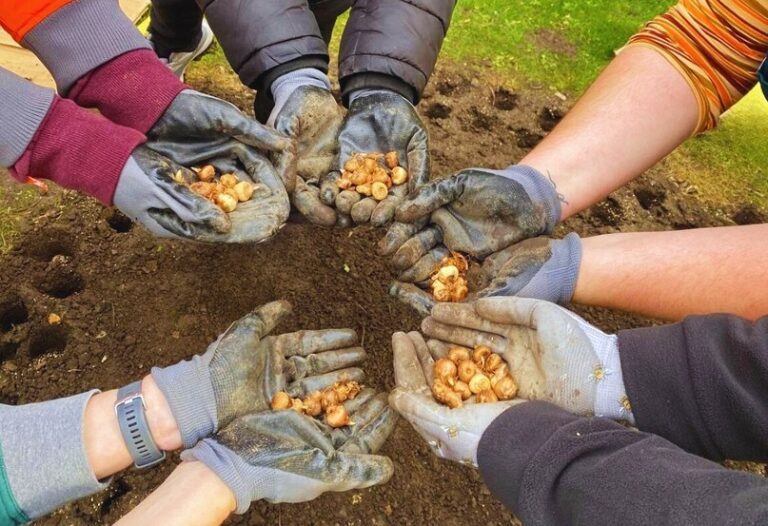 five pairs of hands each cupped with some plant bulbs in them