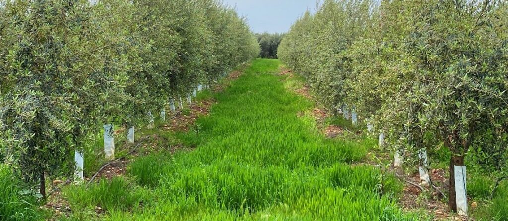 Olive trees growing in rows