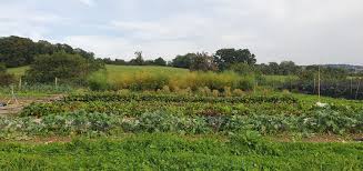 A Zerodig site in Stroud, where ways of growing food without needing to plough the soil are researched and promoted