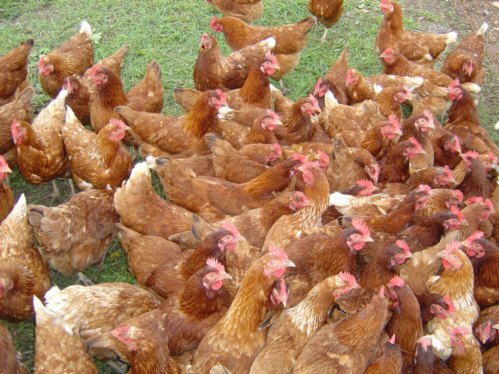Group of chickens