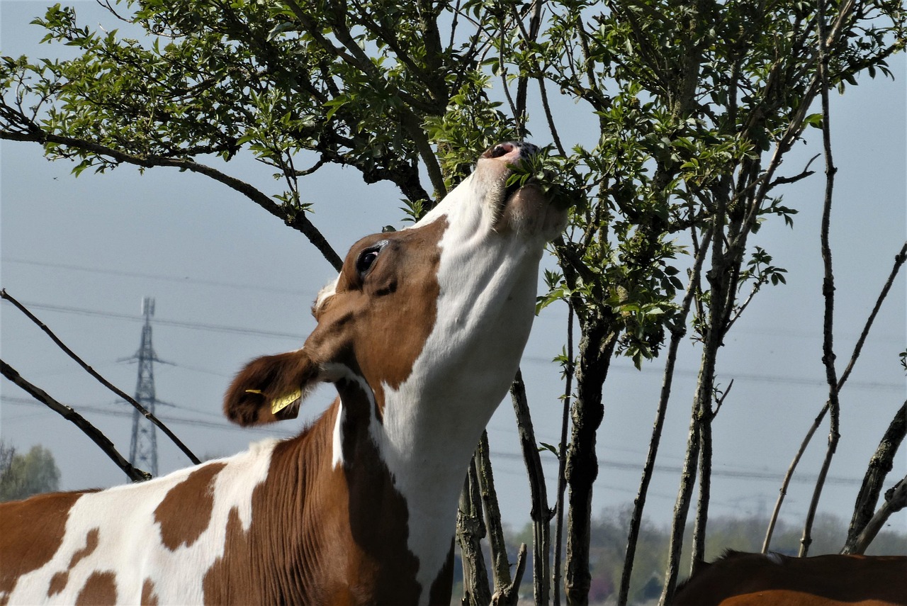 Farmer action for tree resilience