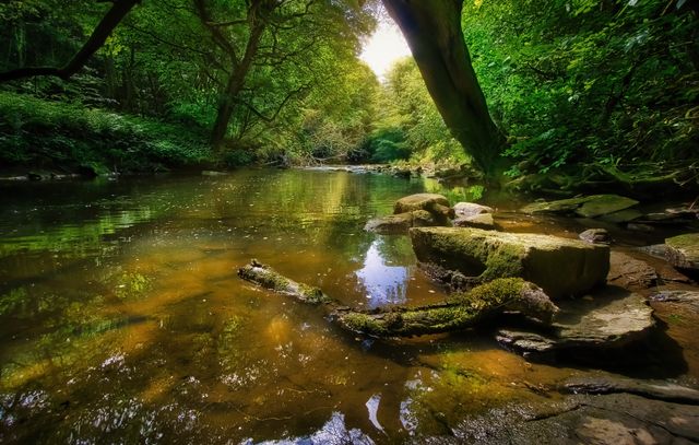 Woodland Stream